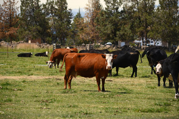 Naklejka na ściany i meble cattle in a farm