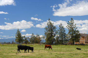 cattle in a farm