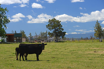 cattle in a farm