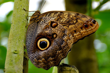 papillon accroché sur un bambou