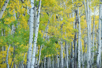 autumn aspen tree