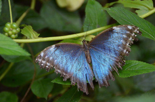 papillon ailes bleus