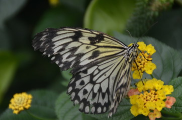 Fototapeta na wymiar papillon fleurs jaunes