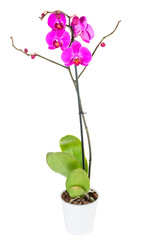 Pink orchid isolated on white