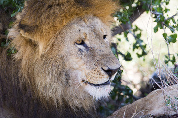 Obraz premium Big male lion rests under tree in Africa
