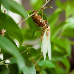 セミの羽化：アブラゼミ