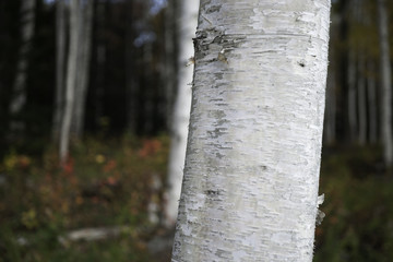 Obraz premium Silver birch trunk closeup, in forest.