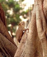 Large Brown Tree Squirrel