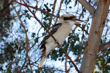 Kookaburra auf einem Ast - Eisvogel - Australien