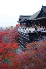 fall foliage in kyoto