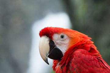 parrot