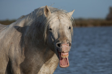 Fototapeta premium Talking horse