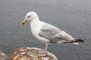 Goéland argenté - larus aregentatus - en bordure de quai