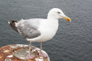 Goéland argenté - larus aregentatus - en bordure de quai