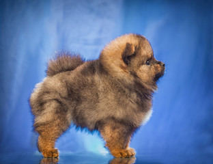 Obraz premium The puppy of the spitz-dog