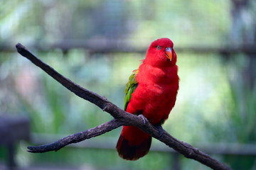 Chattering lory