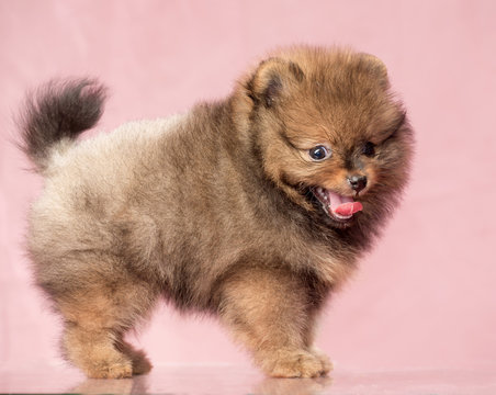 The puppy of the spitz-dog