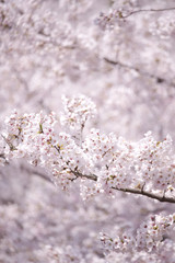 サクラの花