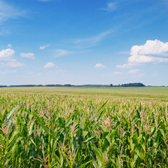 green corn field and blue sky