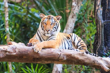 Fotobehang Tijger Bengaalse tijger (Panthera tigris tigris) in de dierentuin