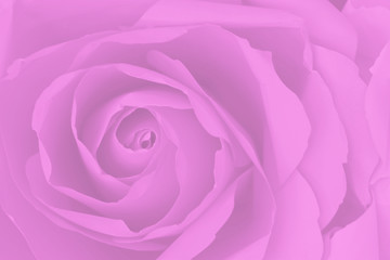 Close up of purple or violet rose, abstract background.