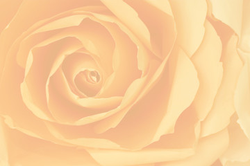 Pale orange rose, abstract background.