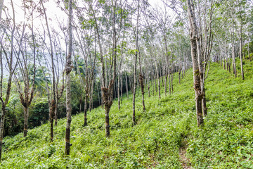 rubber tree plantation in Thailand