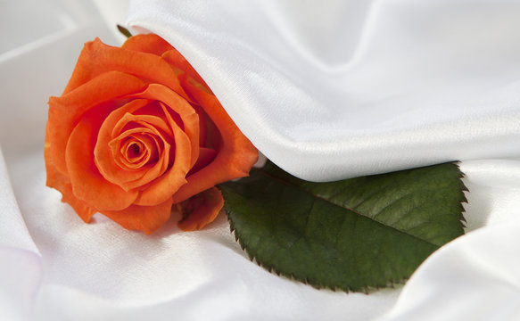 rose drapé dans un tissus de satin blanc