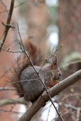 Fototapeta premium Squirrel