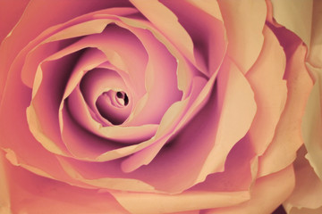 Abstract pink rose background make from orange paper, process in