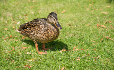 duck on the green grass