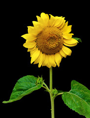Obraz premium blooming sunflower isolated on a black background