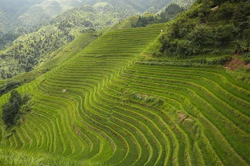 Gordijnen Longji-rijstvelden, Dragon Hill. Ping& 39 an, China © javigarlu