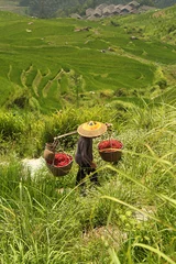 Gordijnen Longji rice fields, Dragon Hill. Ping'an, China © javigarlu