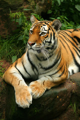 Fototapeta premium Indischer Tiger