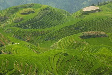 Foto op Canvas Longji-rijstvelden, Dragon Hill. Ping& 39 an, China © javigarlu