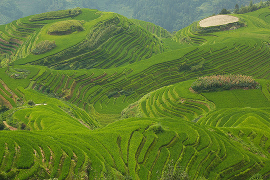 Longji rice fields, Dragon Hill. Ping'an, China