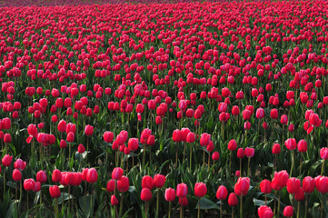 red tulip farm