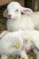 Fototapeta premium Little lamb.
