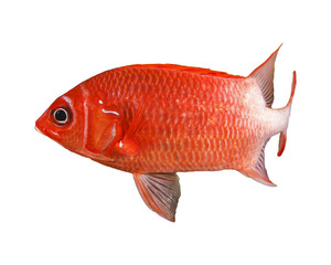 Tropical fish isolated on white: Squirrelfish