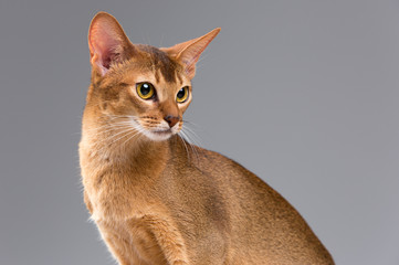Purebred abyssinian young cat portrait - obrazy, fototapety, plakaty