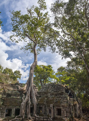 Angkor Ta Prohm in Cambodia