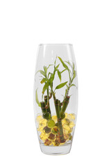 Beautiful flowers in vases with hydrogel, isolated clipping path