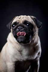 Pug in studio on a black background