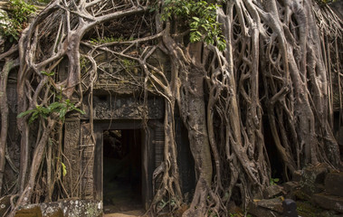 Angkor Ta Prohm in Cambodia