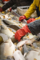 Fisherman at work/fishing industry