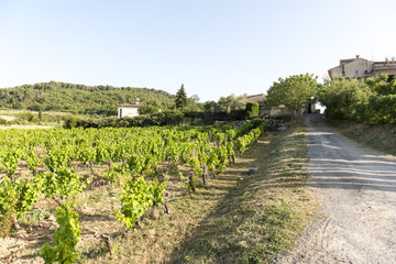 Fototapeta na wymiar Vineyard in Provence