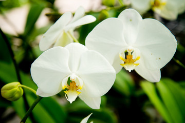 Orchid flowers are beautiful.