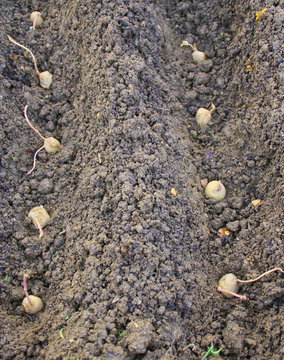 semance de pomme de terre,plantation printani&egrave;re 