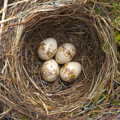 Fototapeta premium Bird nest.